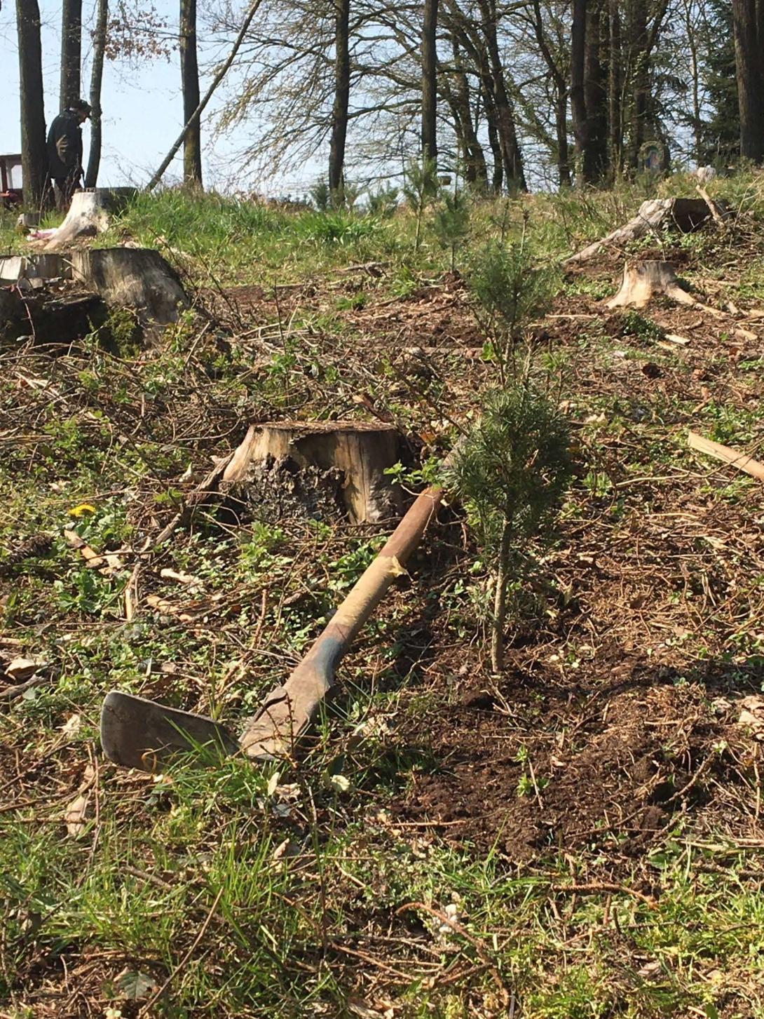 Bäume pflanzen für die Umwelt!